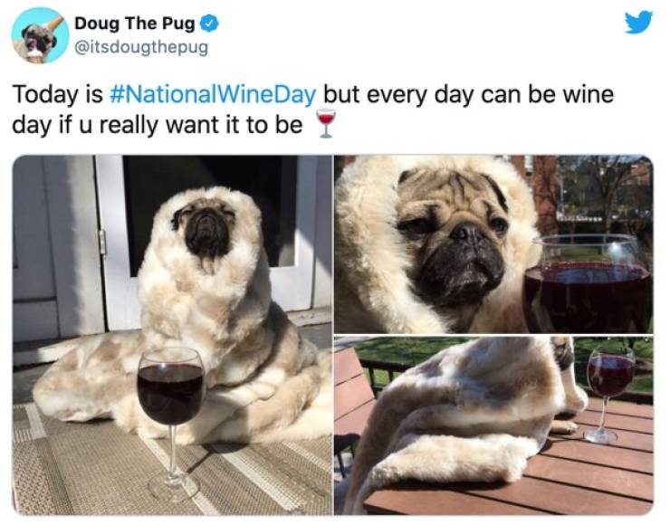 Red And White Memes About Wine