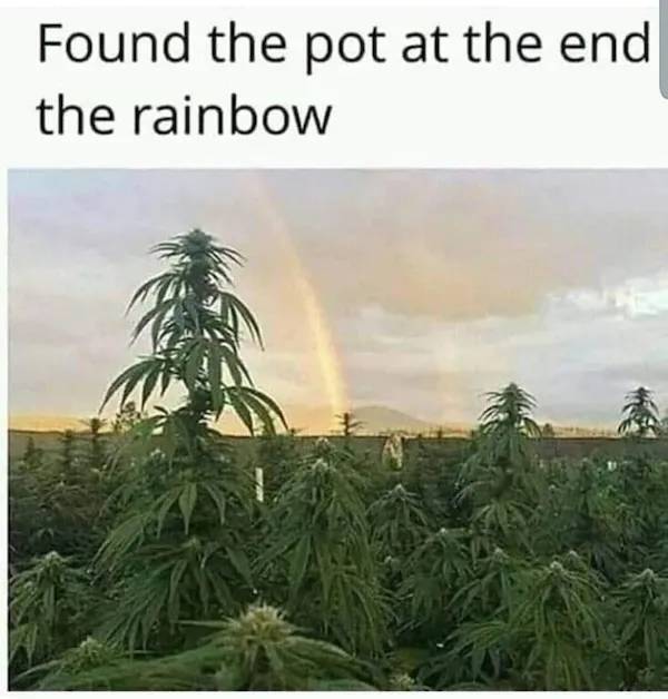 These Memes Are Already Stoned