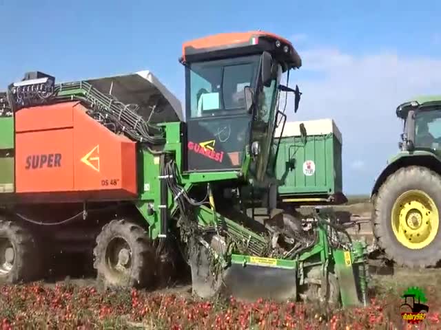 Tomato Harvesting In Italy