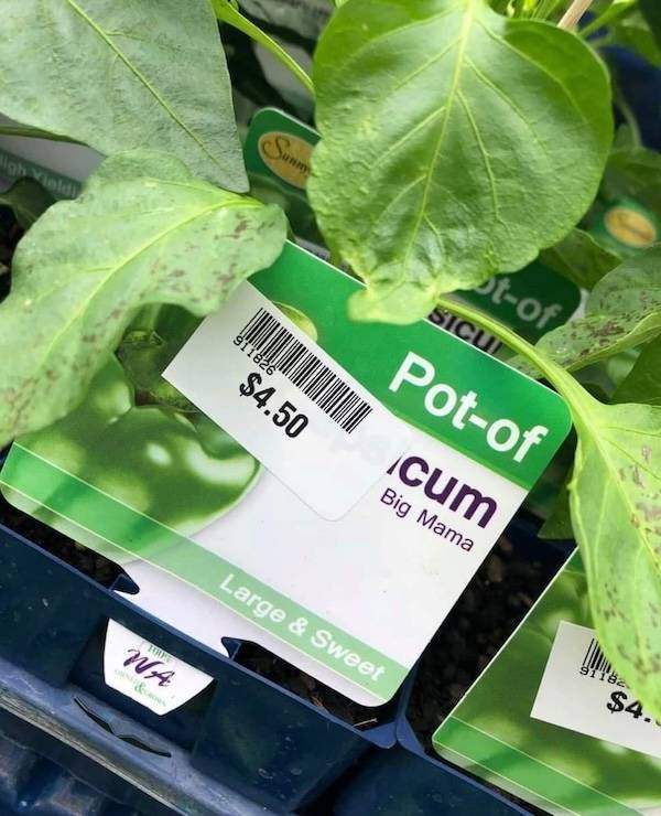 NSFW Memes To Add Some Spice To Your Life