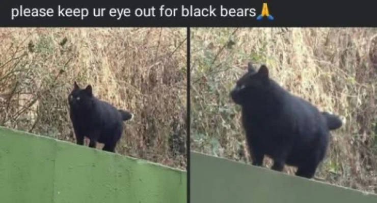 Random Memes Because Why Not