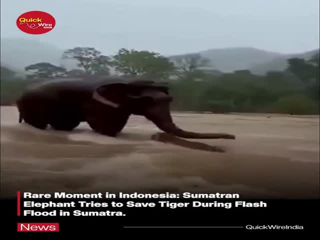 Elephant Saving a Tiger During a Flashflood