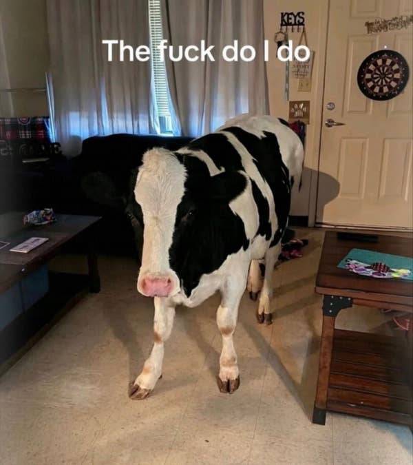 The Funniest Dumb Pics on the Internet