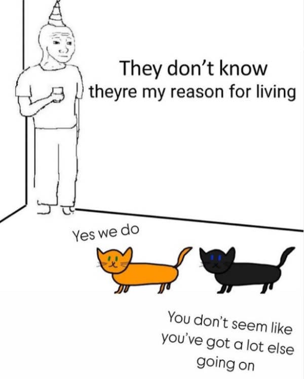 Cats Being Their Adorable Selves