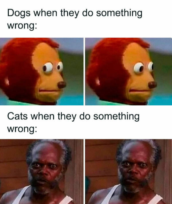 Cats Being Their Adorable Selves