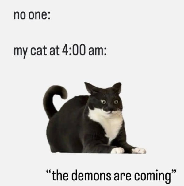 Cats Being Absolute Weirdos