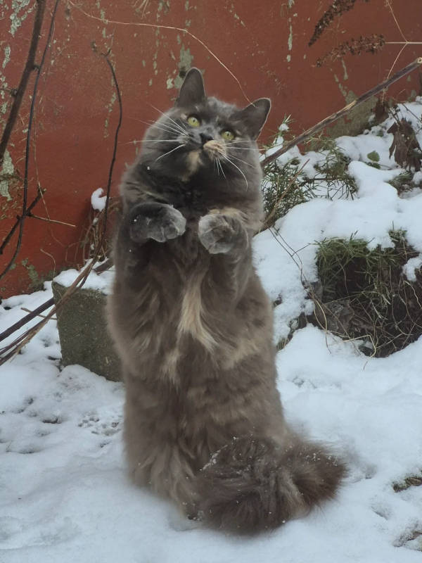 Cats Being Absolute Weirdos