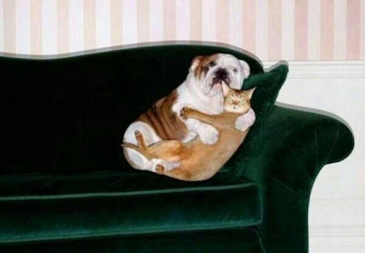 The Funniest Creatures on the Internet