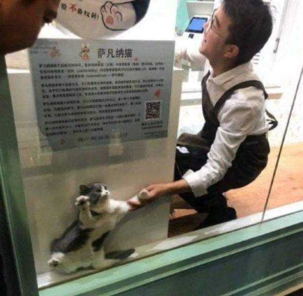 The Funniest Creatures on the Internet