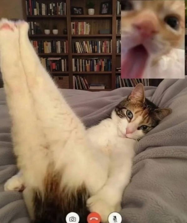 The Funniest Creatures on the Internet