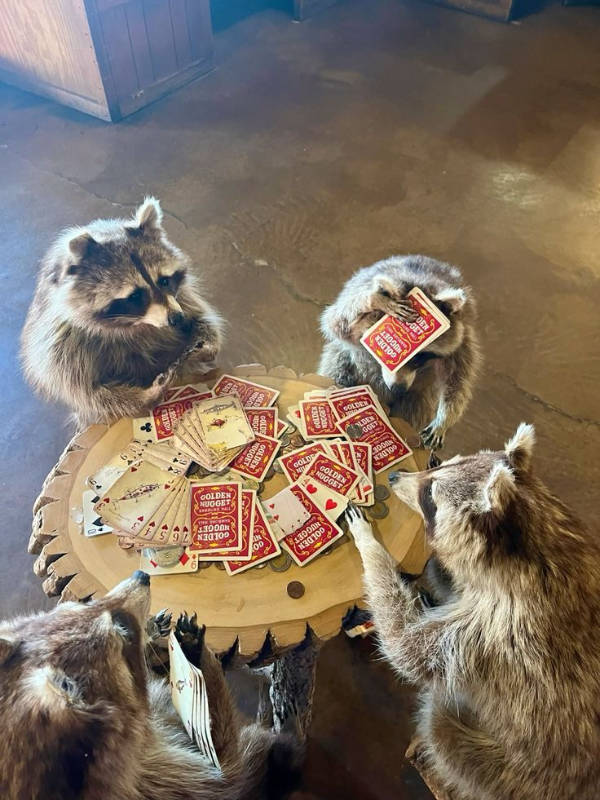 The Funniest Creatures on the Internet