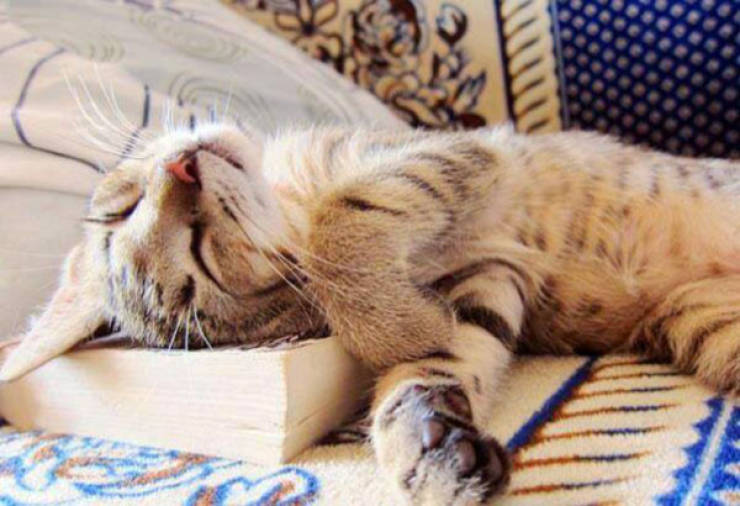 Cats Being Absolute Chaos