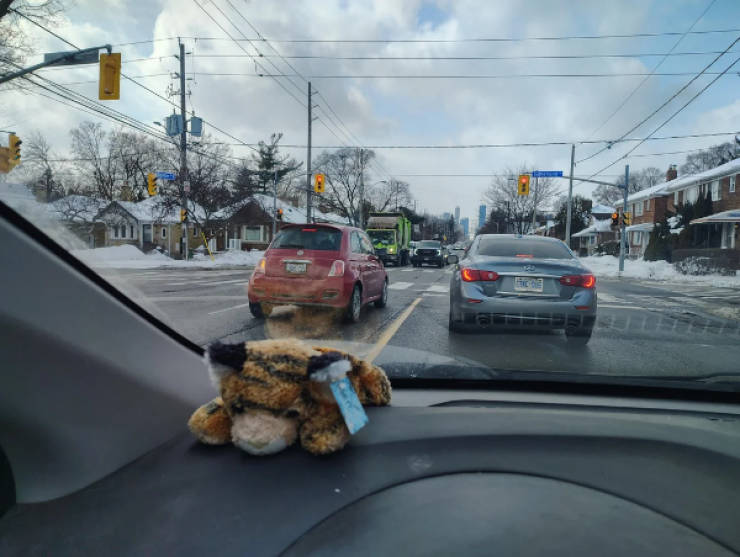 Drivers Who Clearly Skipped the Thinking Part