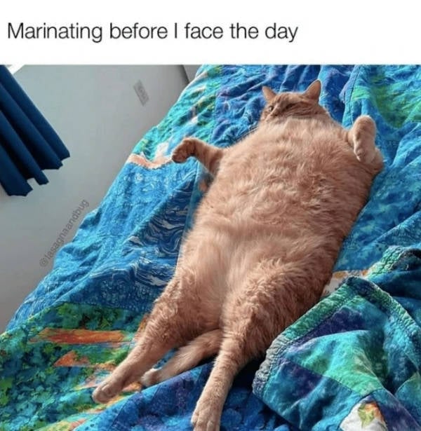 A Chaotic Mix of Internet Memes