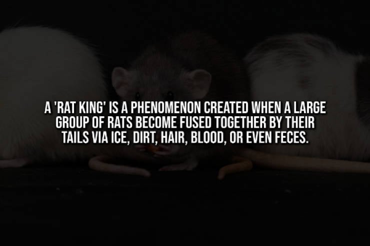 Creepy Facts That Will Haunt You