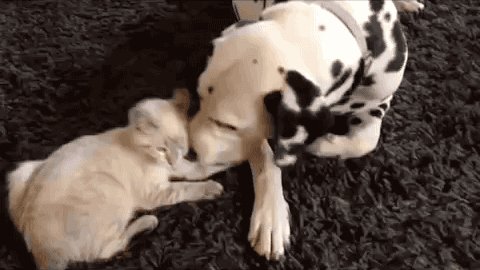 Pure Positivity in GIF Form