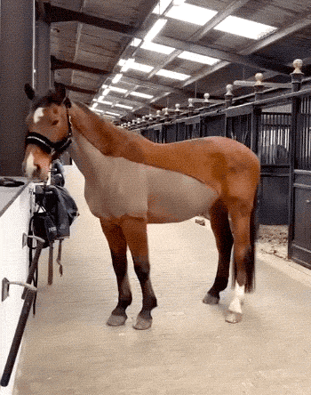 Winning Girl Energy Only