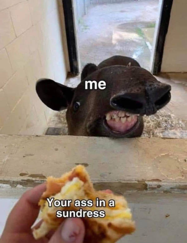 Certified Dank Memes You Need Right Now