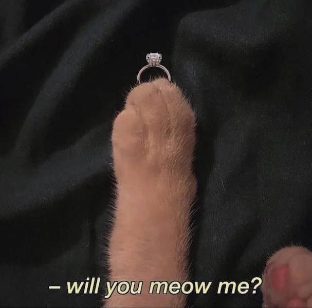 Cute and Flirty Memes for Your Favorite Person