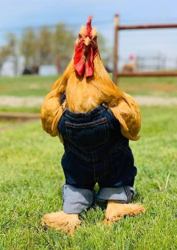 Daily Picdump