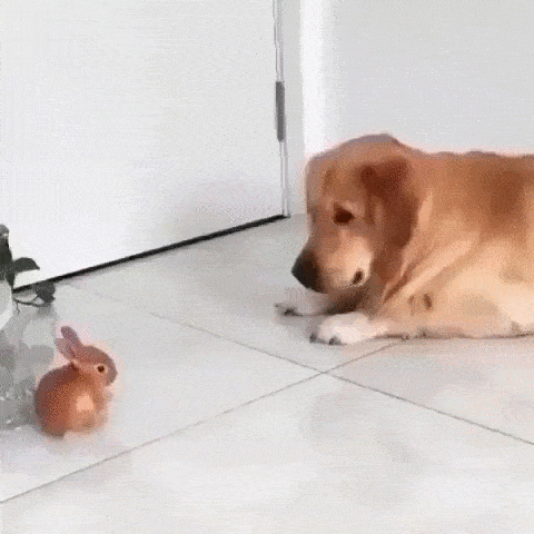 Daily Gifdump