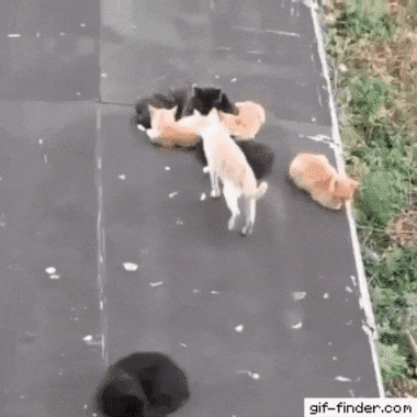 Daily Gifdump