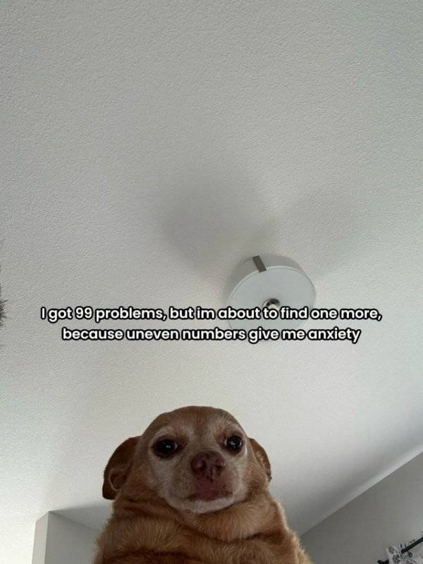 Pure, Unfiltered Dank Memes