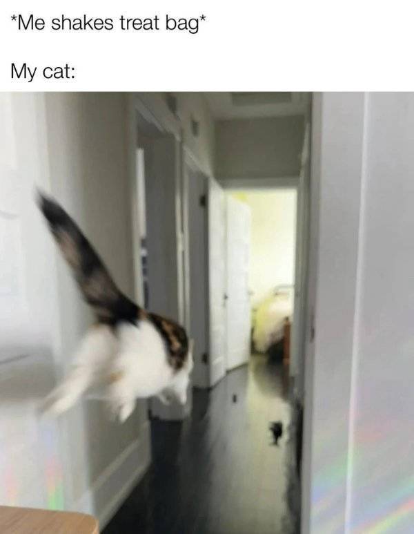 Pure, Unfiltered Dank Memes