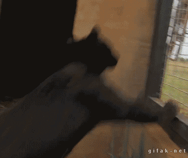 Daily Gifdump
