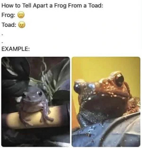 Pure, Unfiltered Dank Memes
