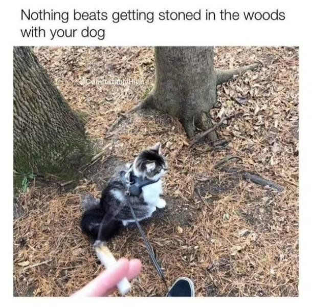 Pure, Unfiltered Dank Memes