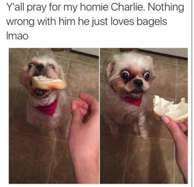 Pure, Unfiltered Dank Memes