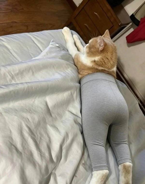 Daily Picdump