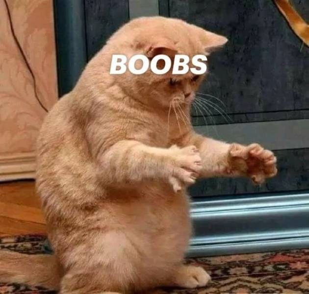NSFW Memes To Add Some Spice To Your Life