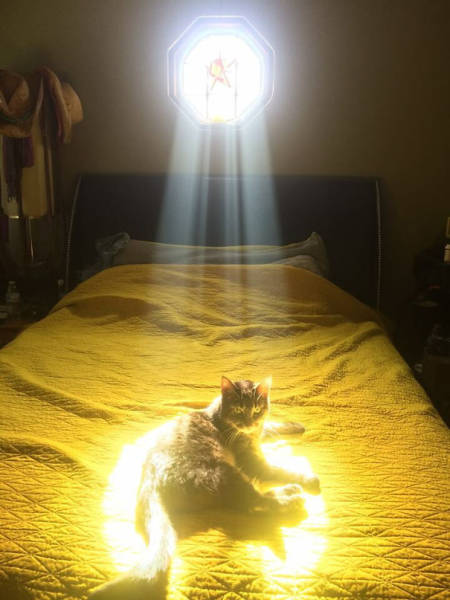 The Only Thing Cats Love More Than Satan Is The Sun