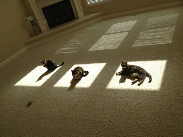 The Only Thing Cats Love More Than Satan Is The Sun