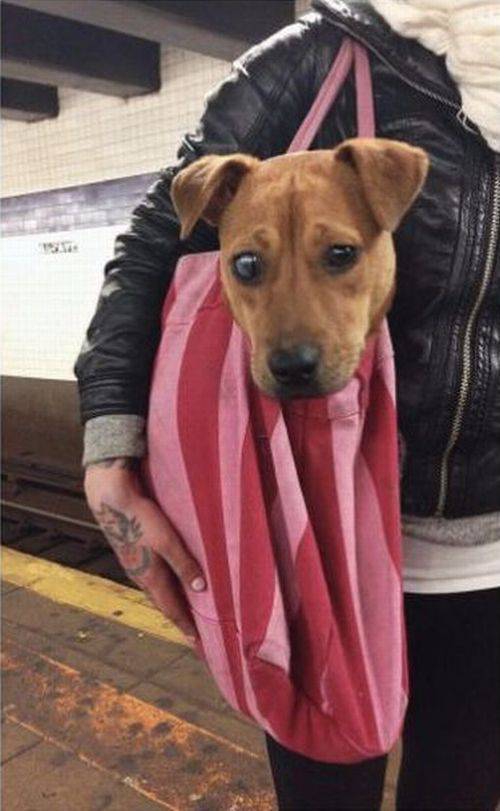Dogs Are Not Allowed In NYC Subways Anymore… But People Don’t Care