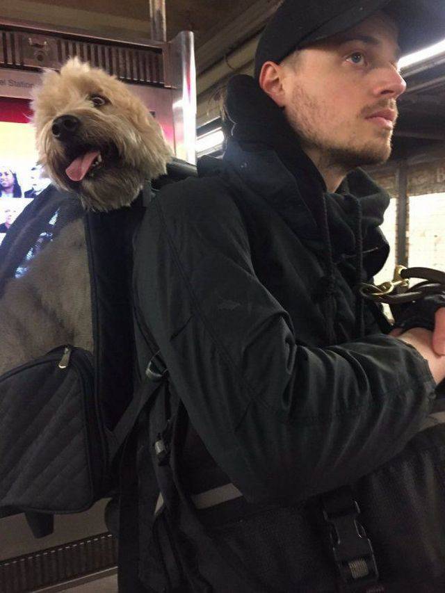 Dogs Are Not Allowed In NYC Subways Anymore… But People Don’t Care