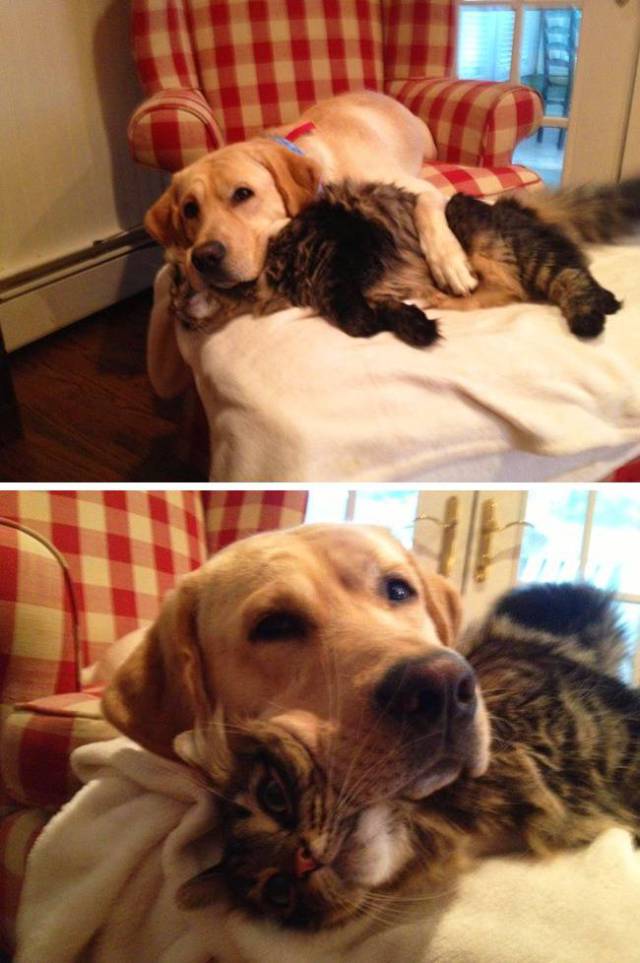 Cats And Dogs Together Are An Explosive Mix