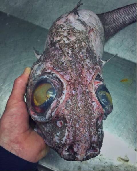 This Russian Deep-Sea Fisherman Posts His Finds on Instargam, And It