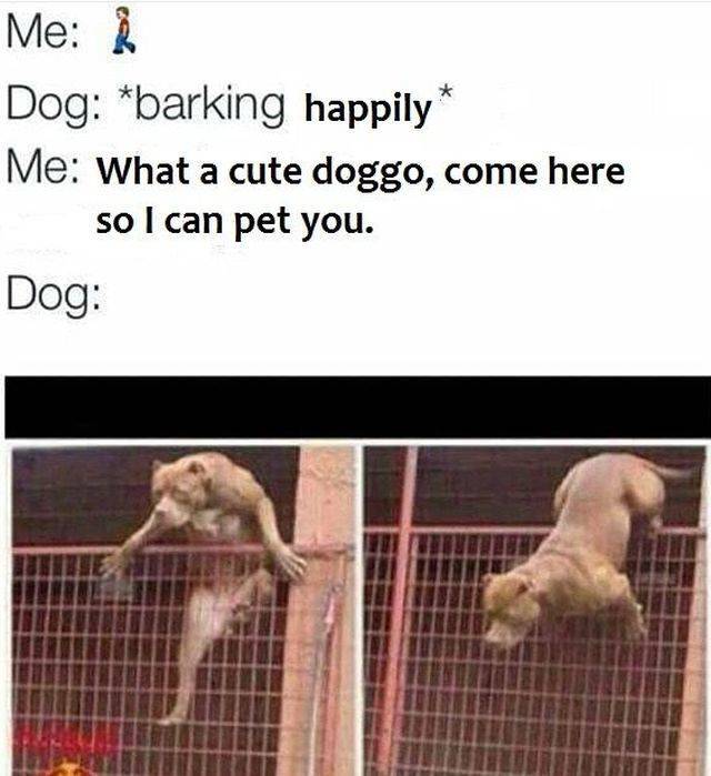 These Dog Memes Are Too Woofunny!