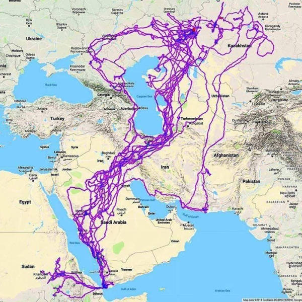 Dead Eagle’s GPS Tracking Shows His Travels Over A Period Of A Year