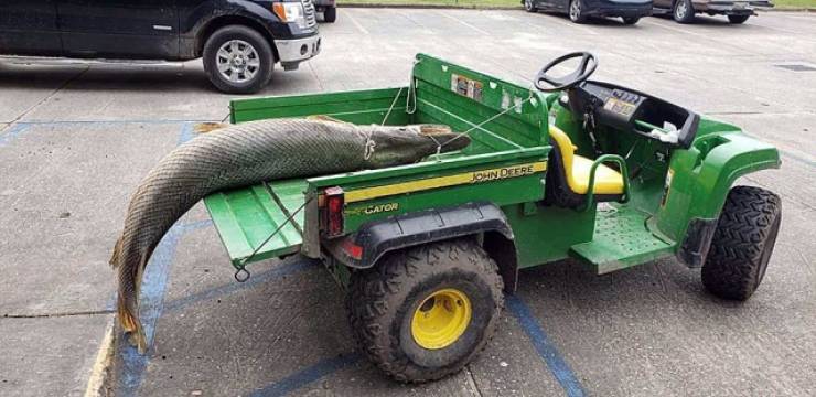 This Monstrosity Is A Giant Alligator Gar Caught In Louisiana