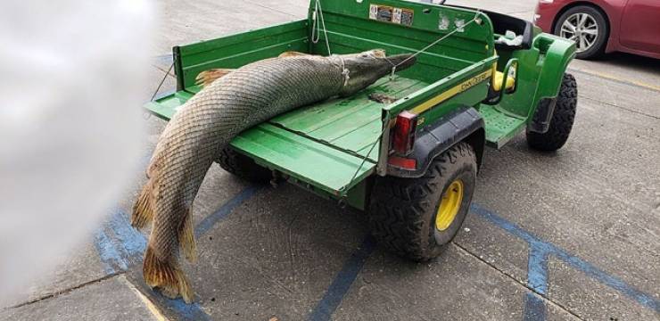 This Monstrosity Is A Giant Alligator Gar Caught In Louisiana