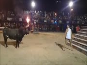 Yeah, This Bull Looks Totally Harmless… (VIDEO)