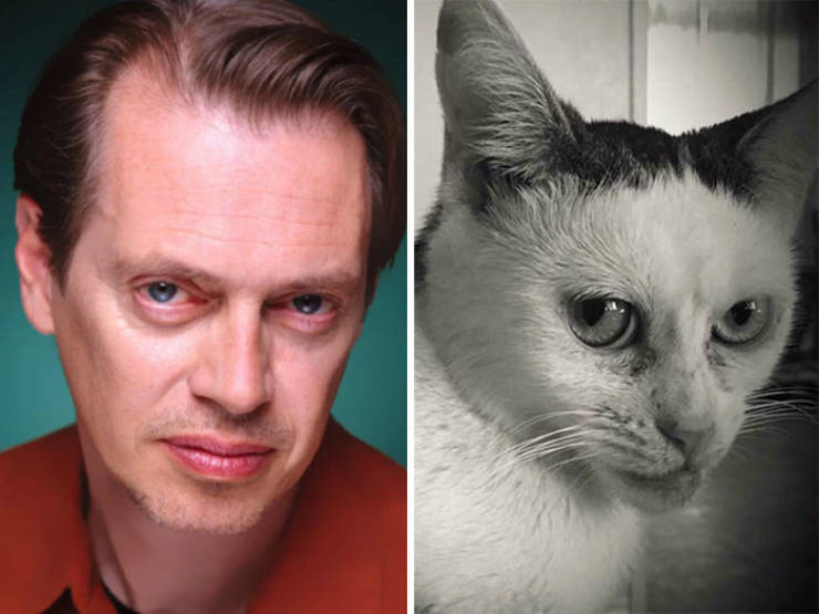Is This Cat The Real Steve Buscemi?!