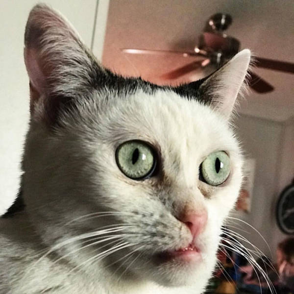 Is This Cat The Real Steve Buscemi?!