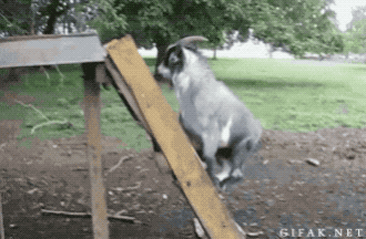 Goats Are The Maestros Of Parkour
