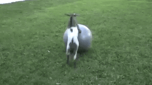 Goats Are The Maestros Of Parkour