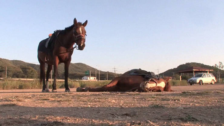Meet Jingang, Probably The Most Dramatic Horse In The World